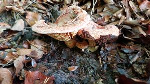 Edelreizker_Lactarius-deliciosus_20261019_122402.jpg