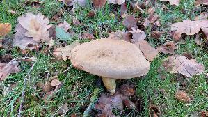 Eichen---Filzroehrling_Xerocomus-communis_20261022_145406.jpg
