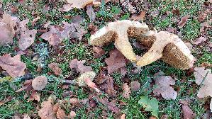 Eichen---Filzroehrling_Xerocomus-communis_20261022_145604.jpg