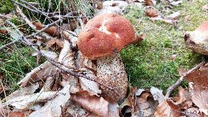 Eichen---Rotkappe_Leccinum-quercinum_20260912_152215.jpg