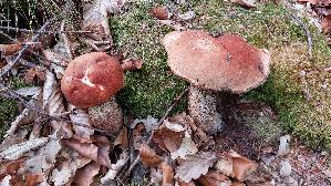 Eichen---Rotkappe_Leccinum-quercinum_20260912_152247.jpg