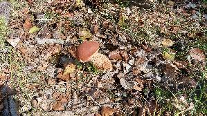 Eichen---Rotkappe_Leccinum-quercinum_20260926_121520.jpg