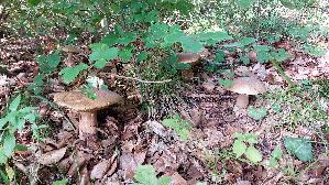 Eichen---Steinpilz_Boletus-reticulatus_20250805_180238.jpg