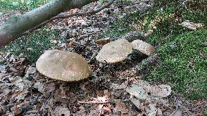 Eichen---Steinpilz_Boletus-reticulatus_20250812_094712.jpg