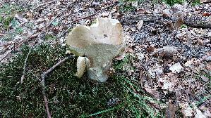 Eichen---Steinpilz_Boletus-reticulatus_20250812_101025.jpg