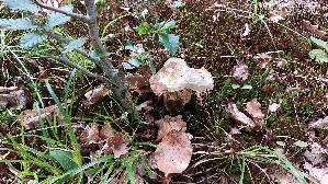 Eichen---Steinpilz_Boletus-reticulatus_20260608_112401.jpg