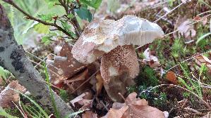Eichen---Steinpilz_Boletus-reticulatus_20260608_112414.jpg