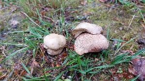 Eichen---Steinpilz_Boletus-reticulatus_20260612_120842.jpg