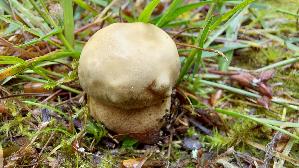 Eichen---Steinpilz_Boletus-reticulatus_20260612_120919.jpg