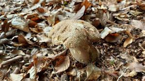Eichen---Steinpilz_Boletus-reticulatus_20260616_133913.jpg