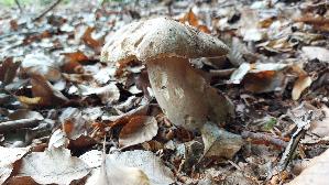 Eichen---Steinpilz_Boletus-reticulatus_20260616_133924.jpg