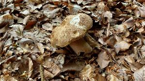 Eichen---Steinpilz_Boletus-reticulatus_20260616_134021.jpg