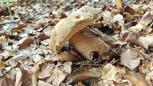 Eichen---Steinpilz_Boletus-reticulatus_20260616_134034.jpg