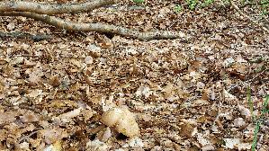 Eichen---Steinpilz_Boletus-reticulatus_20260616_134204.jpg