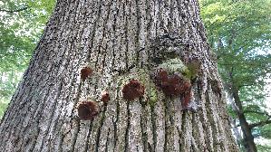 Eichenfeu--erschwamm_Phellinus-robustus_20260823_135451.jpg
