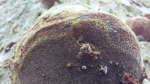 Eichenfeu--erschwamm_Phellinus-robustus_20260823_135510.jpg