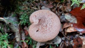 Eichenmilchling_Lactarius-quietus_20261018_125711.jpg