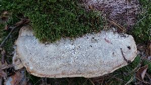 Eichenwirrling_Daedalea-quercina_20260924_163546.jpg