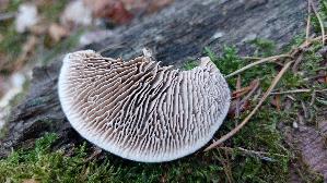 Eichenwirrling_Daedalea-quercina_20260924_163559.jpg