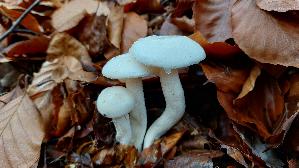 Elfenbein---Schneckling_Hygrophorus-eburneus_20251107_143559.jpg