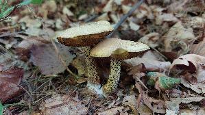 Elfenbeinroehrling_Suillus-placidus_20250817_141632.jpg