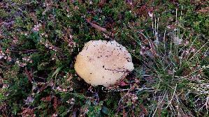 Elfenbeinroehrling_Suillus-placidus_20260919_132658.jpg
