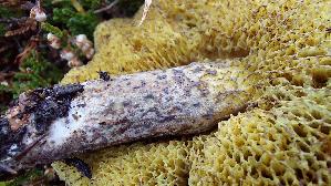Elfenbeinroehrling_Suillus-placidus_20260919_132733.jpg