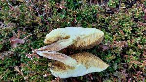 Elfenbeinroehrling_Suillus-placidus_20260919_133135.jpg