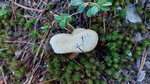 Elfenbeinroehrling_Suillus-placidus_20260919_151825.jpg