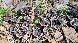 Erd---Warzenpilz_Thelephora-terrestris_20250904_142815.jpg