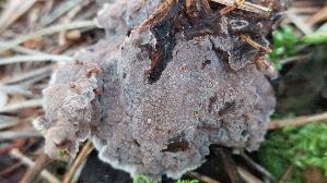 Erd---Warzenpilz_Thelephora-terrestris_20250904_142856.jpg