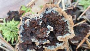 Erd---Warzenpilz_Thelephora-terrestris_20250904_142912.jpg