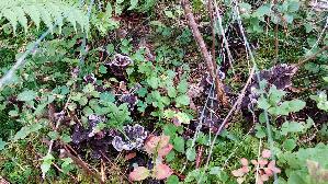 Erd---Warzenpilz_Thelephora-terrestris_20260918_133343.jpg