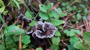 Erd---Warzenpilz_Thelephora-terrestris_20260918_133351.jpg