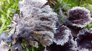 Erd---Warzenpilz_Thelephora-terrestris_20261015_135148.jpg