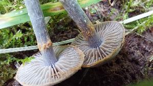 Erlen---Guertelfuss_Cortinarius-alnetorum_20250930_140106.jpg