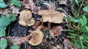 Erlenkrempling_Paxillus-rubicundulus_20260608_140448.jpg