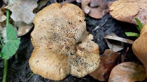 Erlenkrempling_Paxillus-rubicundulus_20260608_140513.jpg
