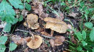 Erlenkrempling_Paxillus-rubicundulus_20260608_140727.jpg