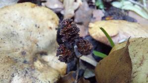 Erlenkrempling_Paxillus-rubicundulus_20260608_140744.jpg