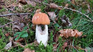Espen---Rotkappe_Leccinum-leucopodium_20250909_121420.jpg