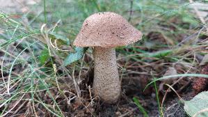 Espen---Rotkappe_Leccinum-leucopodium_20260918_104838.jpg