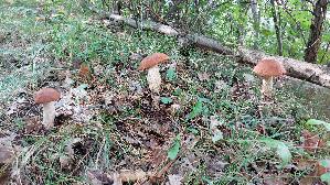 Espen---Rotkappe_Leccinum-leucopodium_20260918_105018.jpg