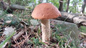 Espen---Rotkappe_Leccinum-leucopodium_20260918_105118.jpg
