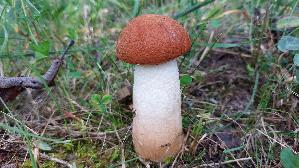 Espen---Rotkappe_Leccinum-leucopodium_20260918_112157.jpg