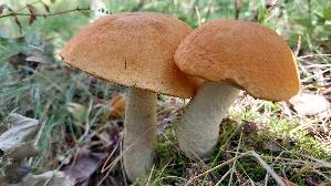 Espen---Rotkappe_Leccinum-leucopodium_20260918_112442.jpg