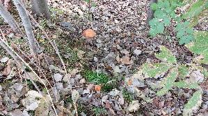 Espen---Rotkappe_Leccinum-leucopodium_20260918_115837.jpg