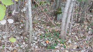 Espen---Rotkappe_Leccinum-leucopodium_20260918_115917.jpg
