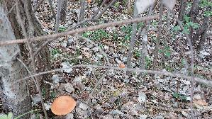 Espen---Rotkappe_Leccinum-leucopodium_20260918_115949.jpg