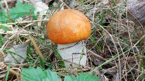 Espen---Rotkappe_Leccinum-leucopodium_20260918_120013.jpg